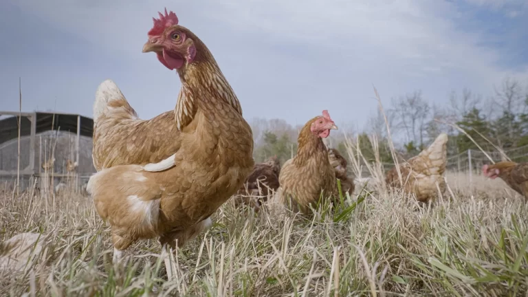 Opportunity for a Dietary Win-Win-Win in Nutrition, Environment, and Animal Welfare