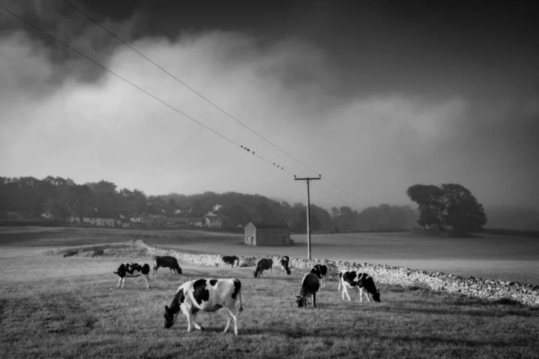 Over 80% of the European Union's Common Agricultural Policy supports emissions-intensive animal products
