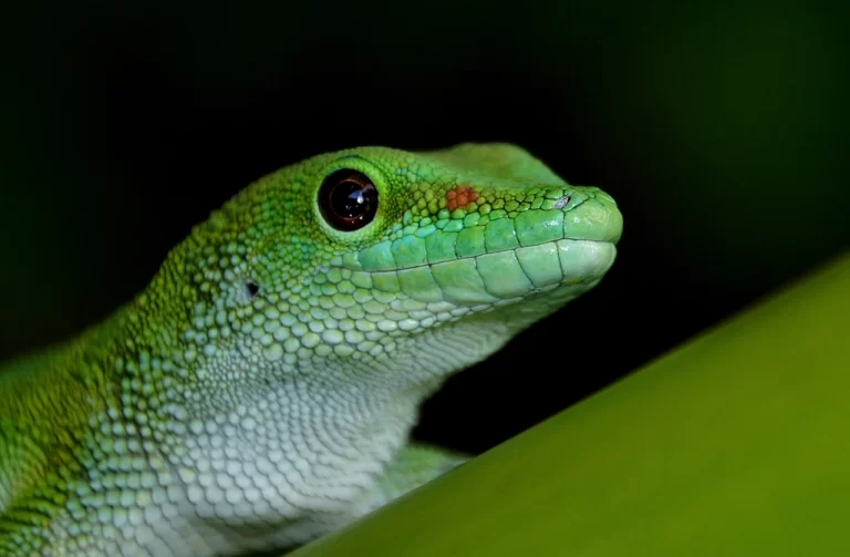 Global Human Consumption Threatens Key Biodiversity Areas
