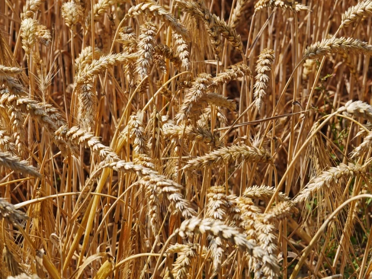 Linking global crop and livestock consumption to local production hotspots
