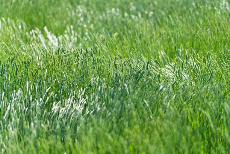 The Dublin Declaration fails to recognize the need to reduce industrial animal agriculture