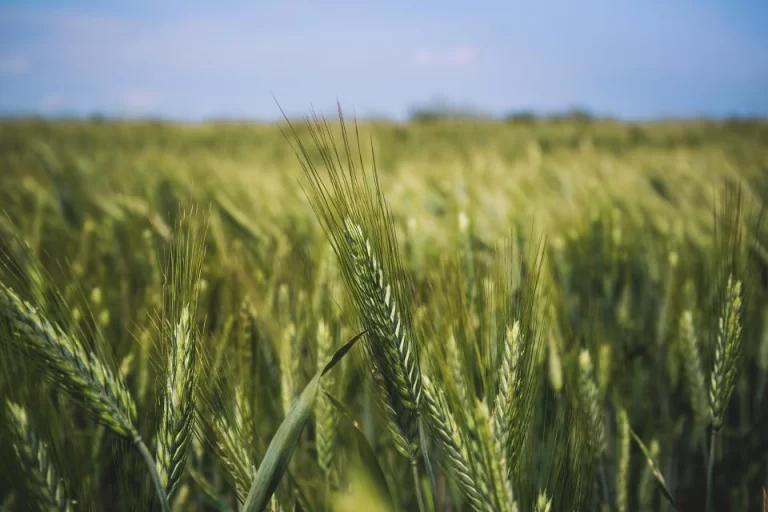 Adoption of plant-based diets across Europe can improve food resilience against the Russia–Ukraine conflict