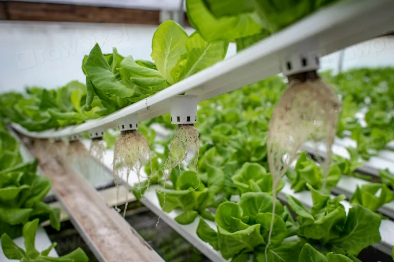 Vertical farming economics: crop performance targets for cost-competitive vertical farming