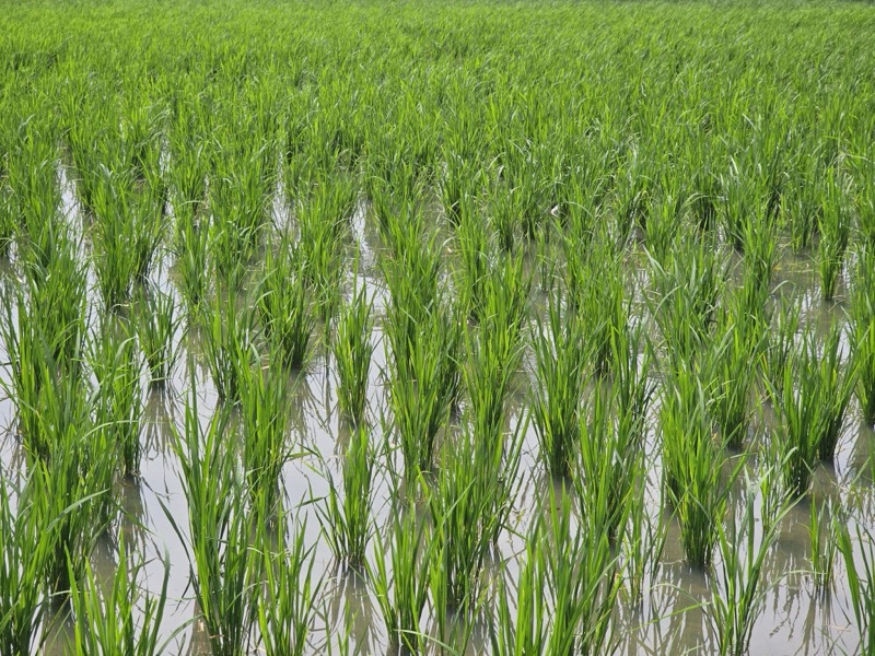 Aggregate gains and crop-driven trade-offs in the carbon and nitrogen footprints of China's interprovincial trade in rice, wheat and maize